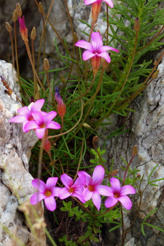 Oxalis polyphylla — photo