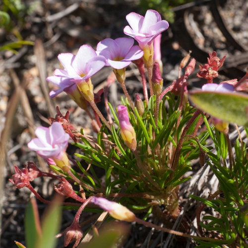 Oxalis polyphylla