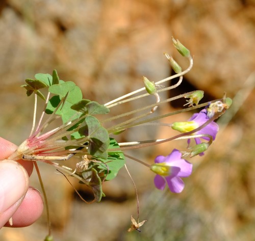 Oxalis purpurascens — photo