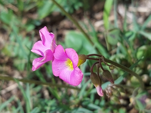 Oxalis purpurascens — photo