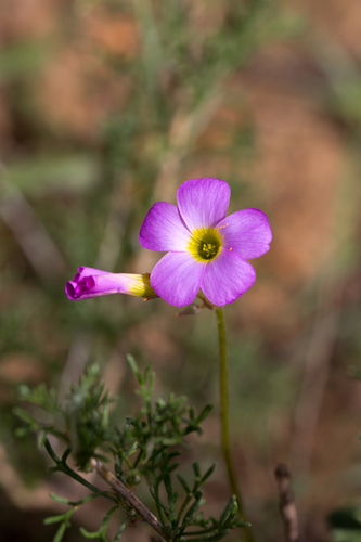 Oxalis purpurascens
