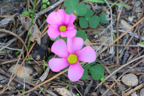 Oxalis purpurea (Largeflower woodsorrel) — photo