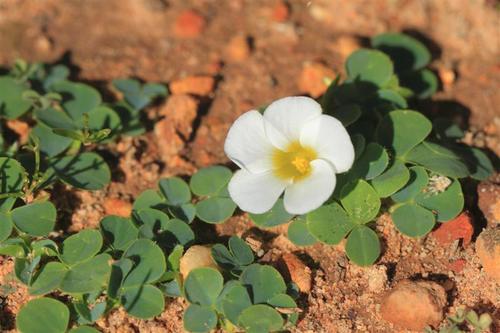 Oxalis purpurea (Largeflower woodsorrel) — photo