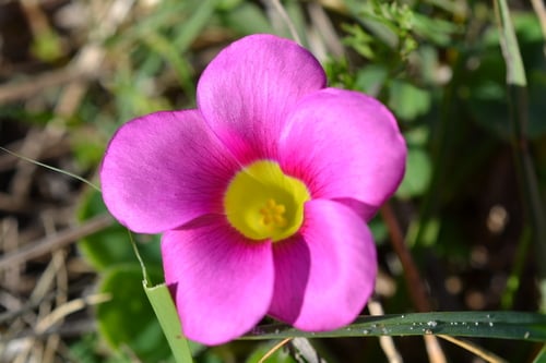 Oxalis purpurea