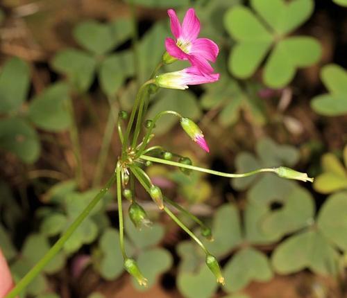 Oxalis semiloba (Fishtail sorrel) — photo