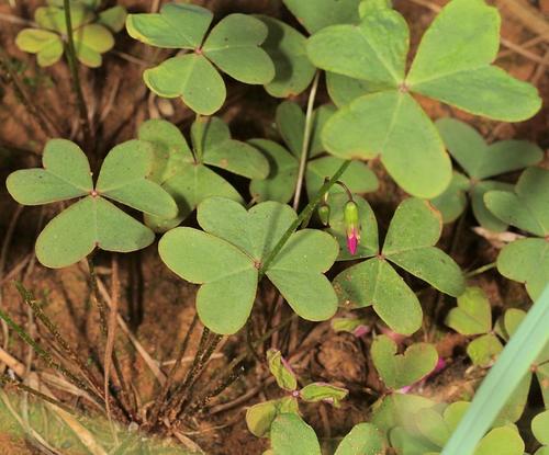 Oxalis semiloba (Fishtail sorrel) — photo