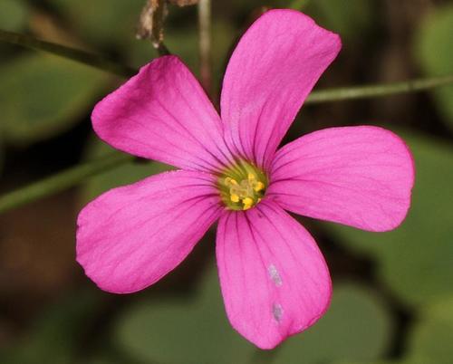 Oxalis semiloba