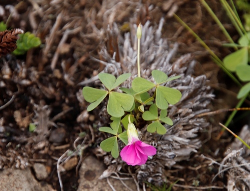 Oxalis smithiana (Narrow-leaved sorrel) — photo
