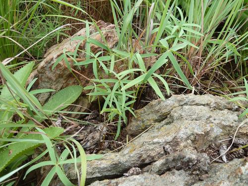 Oxalis smithiana (Narrow-leaved sorrel) — photo