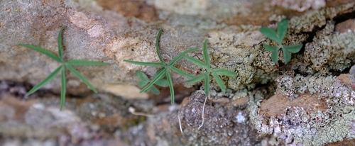 Oxalis smithii — photo