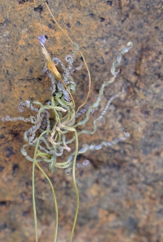 Oxalis smithii — photo