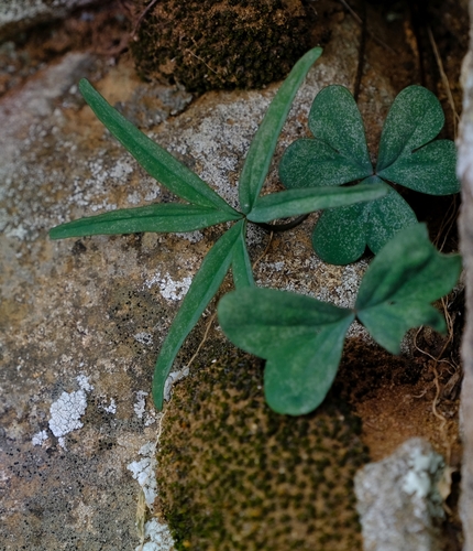 Oxalis smithii