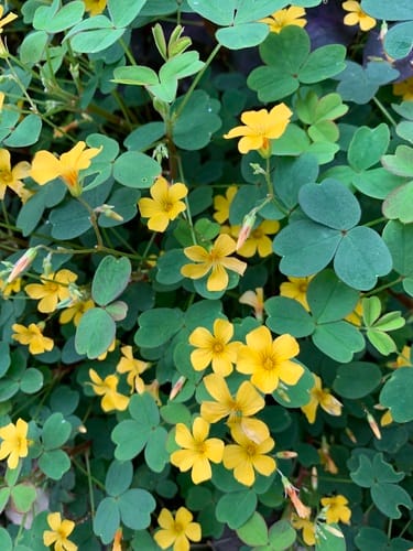 Oxalis spiralis — photo