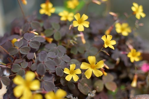 Oxalis spiralis