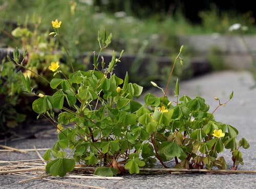 Oxalis stricta (Yellow Woodsorrel) — photo