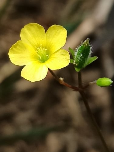 Oxalis stricta