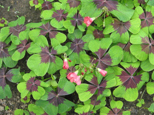 Oxalis tetraphylla (Good luck plant) — photo