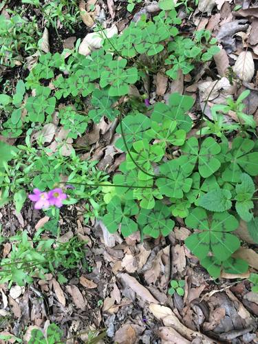 Oxalis tetraphylla (Good luck plant) — photo