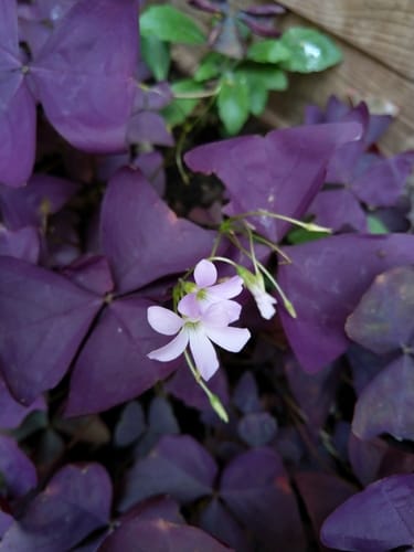 Oxalis triangularis (Shamrock) — photo