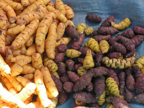 Oxalis tuberosa (Oca) — photo