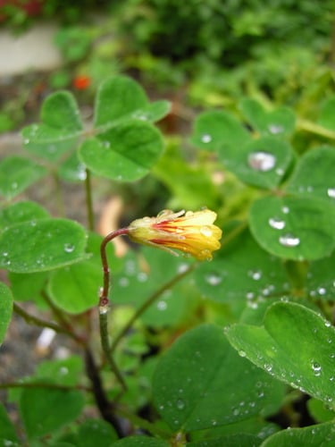 Oxalis tuberosa