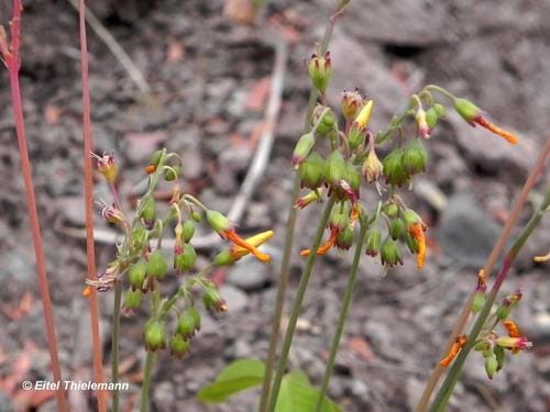 Oxalis valdiviensis — photo
