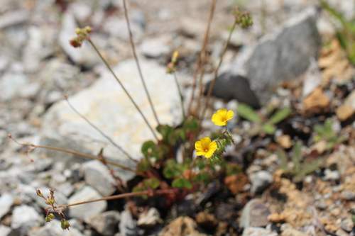 Oxalis valdiviensis — photo