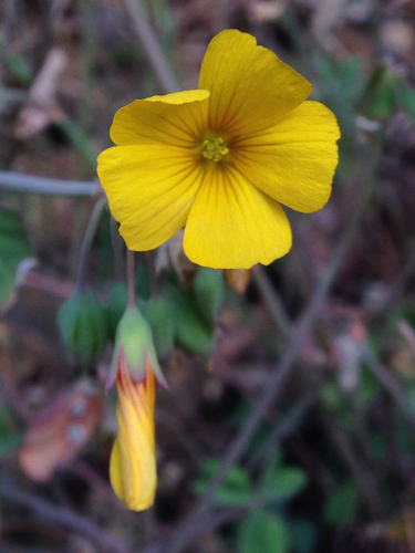 Oxalis valdiviensis