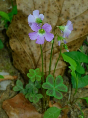 Oxalis violacea (Violet wood sorrel) — photo