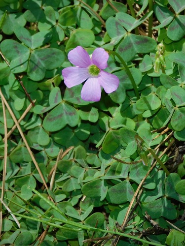Oxalis violacea (Violet wood sorrel) — photo