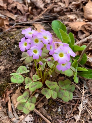 Oxalis violacea