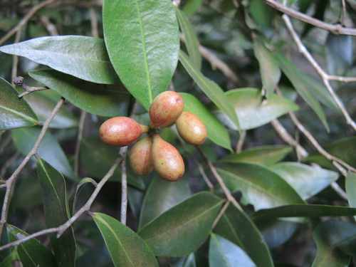 Oxandra lanceolata (Haya prieta) — photo