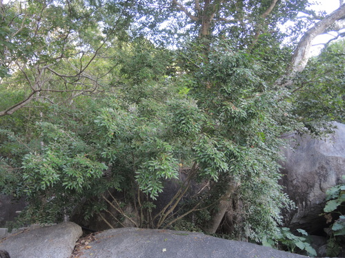 Oxandra lanceolata (Haya prieta) — photo