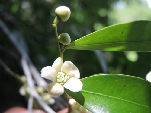 Oxandra lanceolata