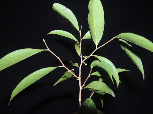 Oxandra riedeliana