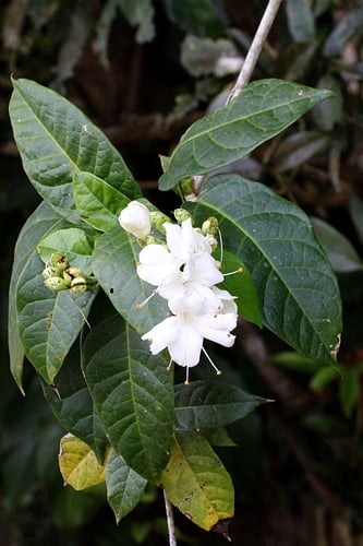 Oxera splendida