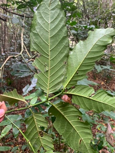 Oxyanthus speciosus (Whip stick afro-loquat) — photo
