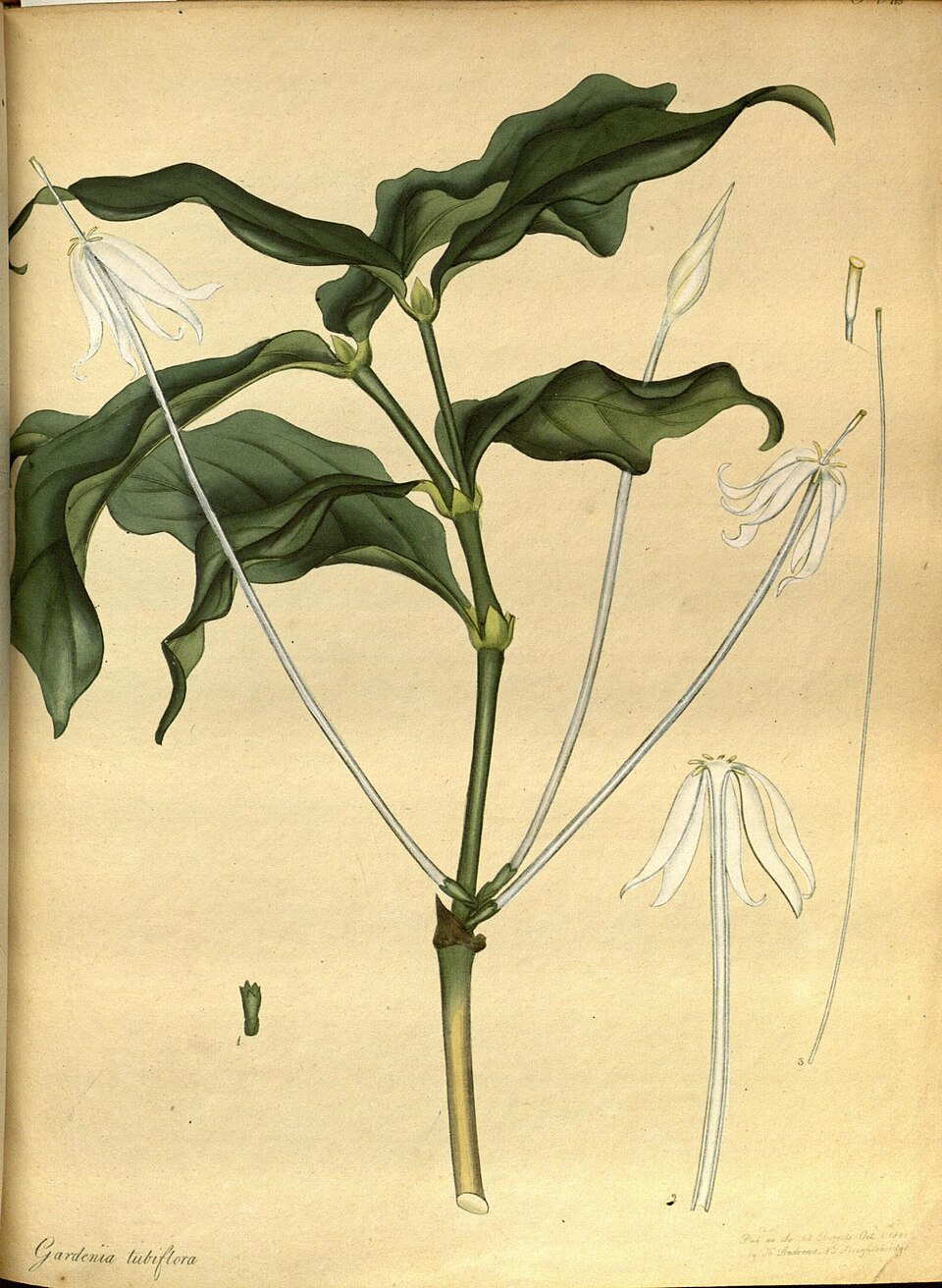 Oxyanthus tubiflorus