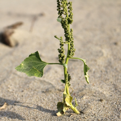 Oxybasis urbica (City Goosefoot) — photo