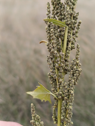 Oxybasis urbica (City Goosefoot) — photo