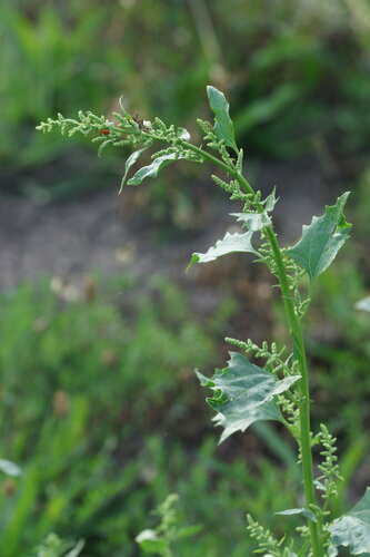 Oxybasis urbica
