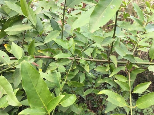 Oxyceros horridus — photo