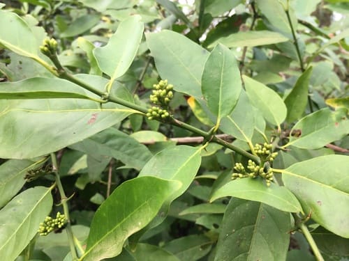 Oxyceros horridus — photo