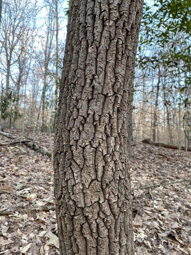 Oxydendrum arboreum (Sorrel Tree) — photo