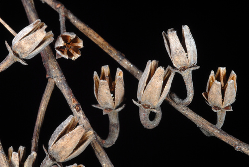 Oxydendrum arboreum (Sorrel Tree) — photo