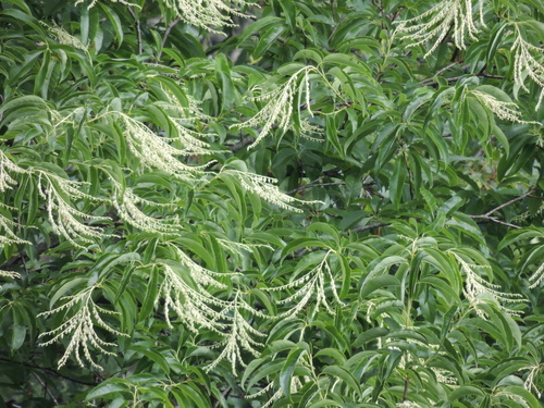 Oxydendrum arboreum