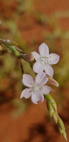 Oxygonum alatum (Salt of the tortoise) — photo