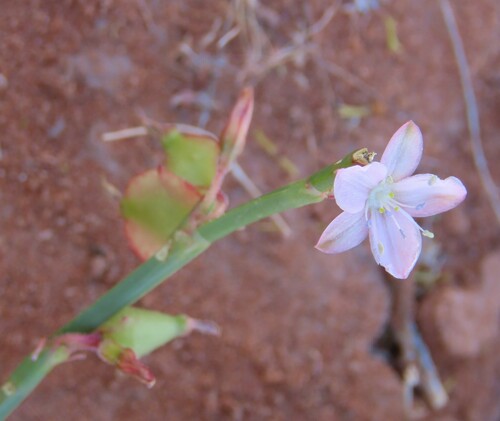 Oxygonum alatum