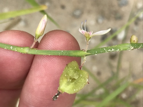 Oxygonum delagoense (Salt of the tortoise) — photo