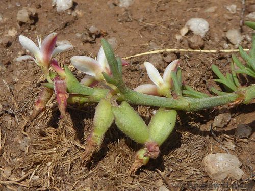 Oxygonum delagoense (Salt of the tortoise) — photo